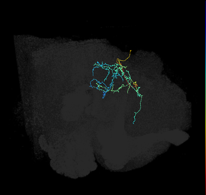 CL222_R (FlyEM-HB:946533908)