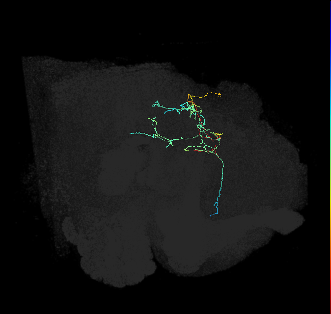 CL222_R (FlyEM-HB:5813048648)