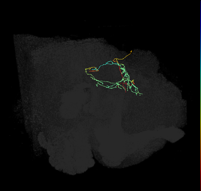 CL223_R (FlyEM-HB:5813014626)