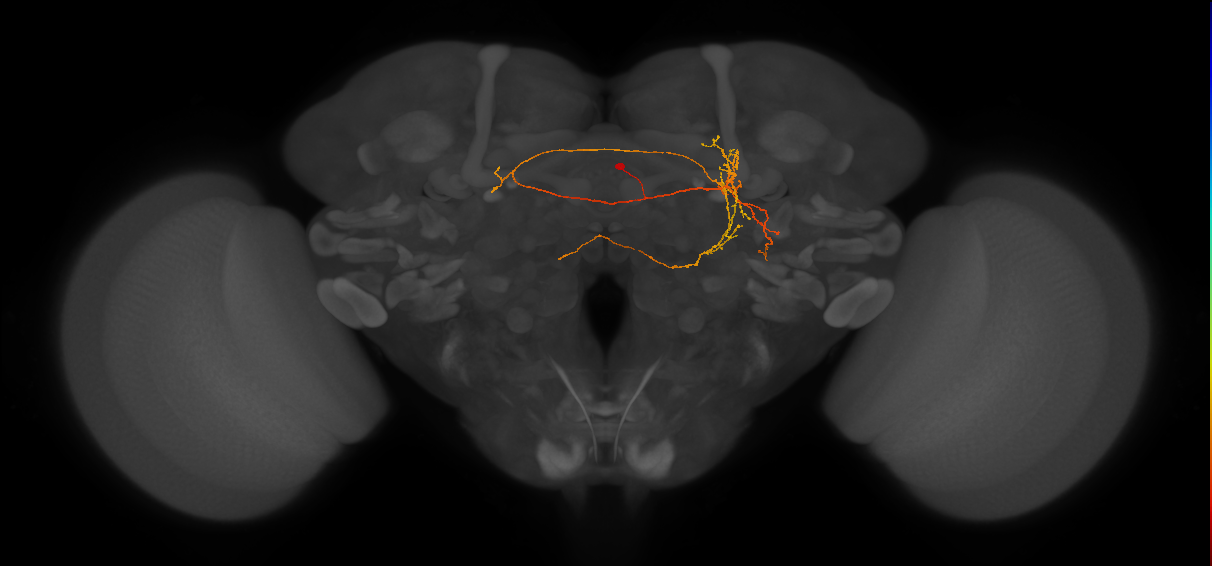 CL223_R (FlyEM-HB:5813014626)