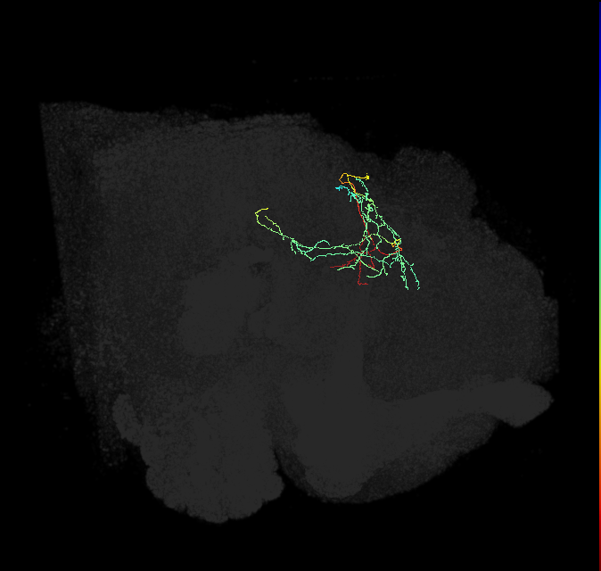 CL223_R (FlyEM-HB:945868812)