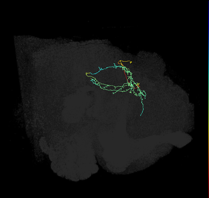 CL223_R (FlyEM-HB:946214186)
