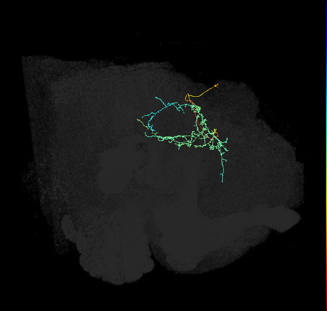CL223_R (FlyEM-HB:976571317)