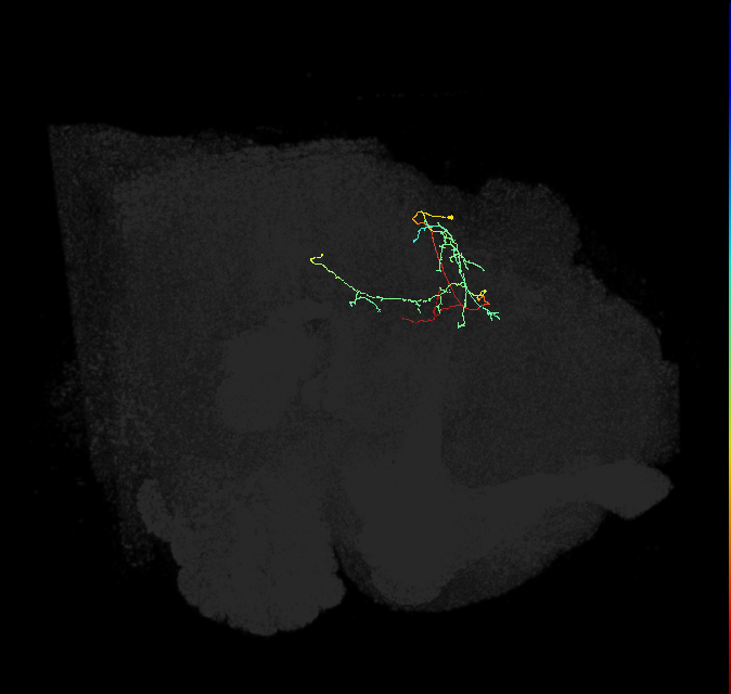 CL223_R (FlyEM-HB:1007053092)