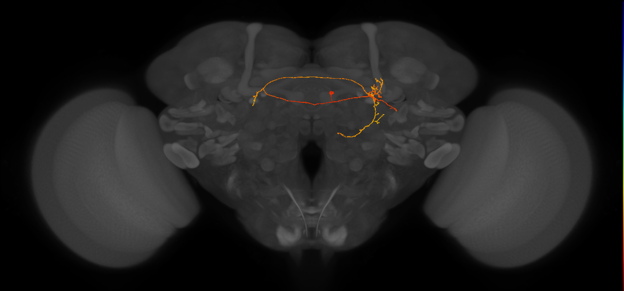 CL223_R (FlyEM-HB:1007053092)