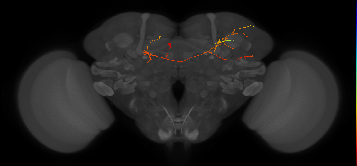 CL225(PDM16)_L (FlyEM-HB:976730002)
