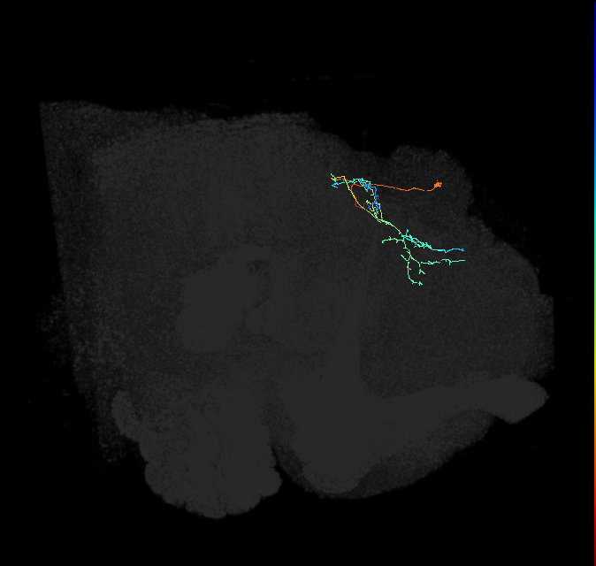 CL225(PDM16)_L (FlyEM-HB:666537229)
