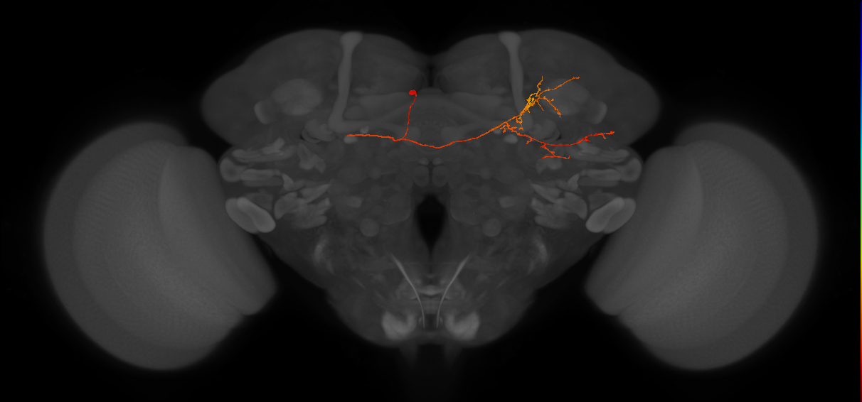 CL225(PDM16)_L (FlyEM-HB:666537229)