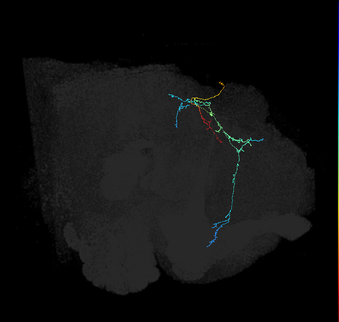 CL225_R (FlyEM-HB:789645810)