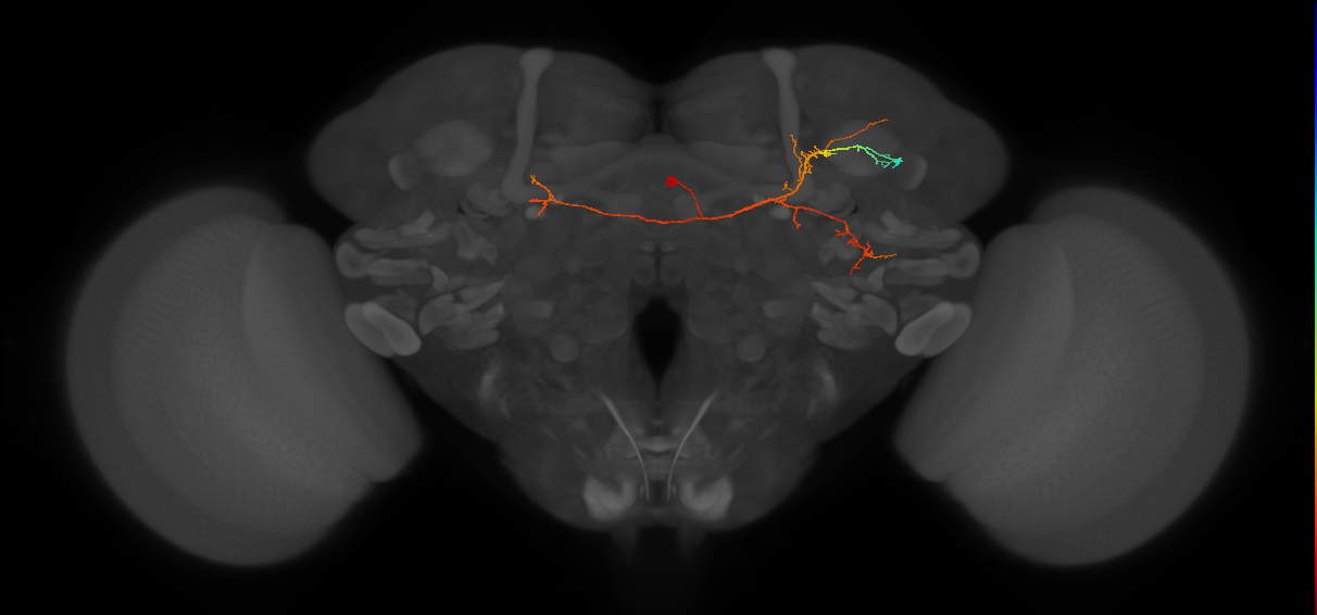 CL225_R (FlyEM-HB:789645810)