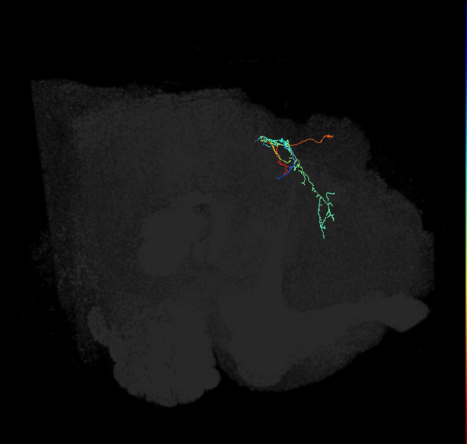 CL225(PDM16)_L (FlyEM-HB:851727478)