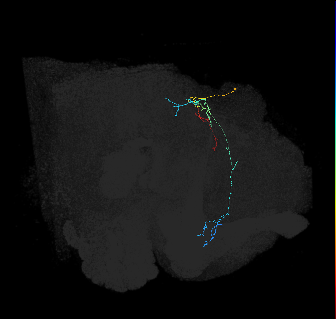 CL225_R (FlyEM-HB:5813015251)