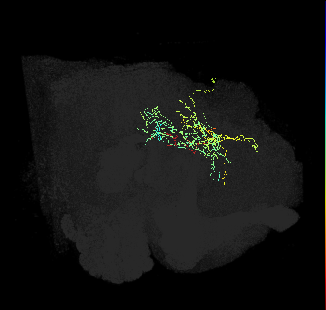 CL235_R (FlyEM-HB:789726348)