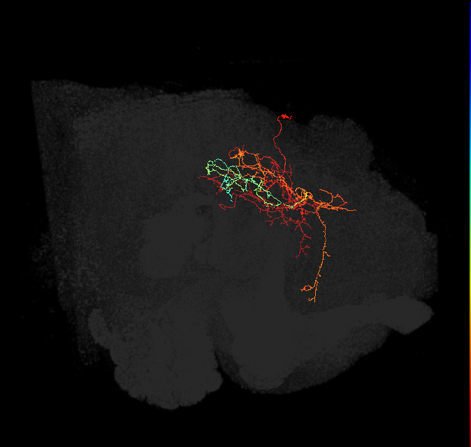 CL235(PDM21)_L (FlyEM-HB:5813016506)