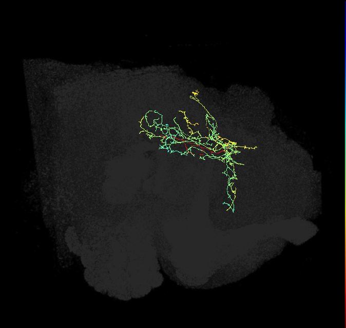 CL235_R (FlyEM-HB:914846465)