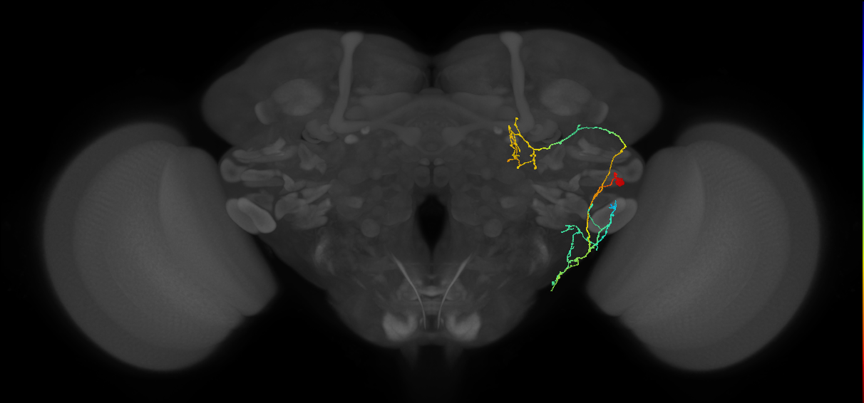 CL252_R (FlyEM-HB:1194510761)