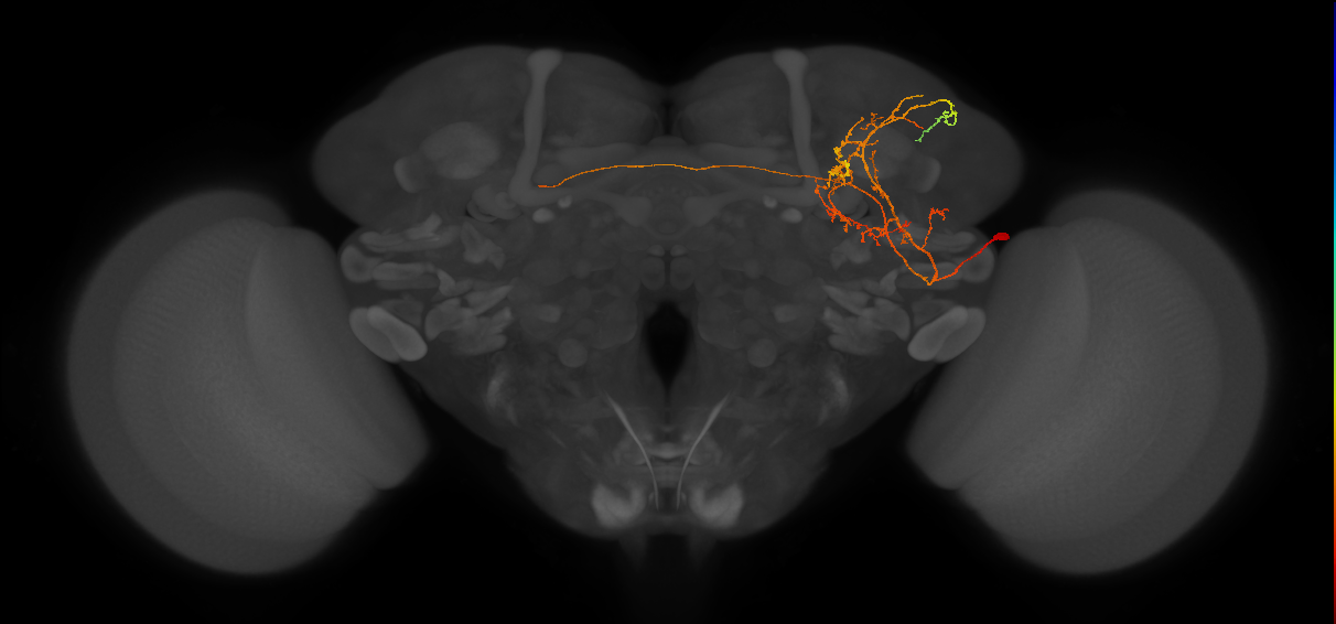 CL254_R (FlyEM-HB:728598851)