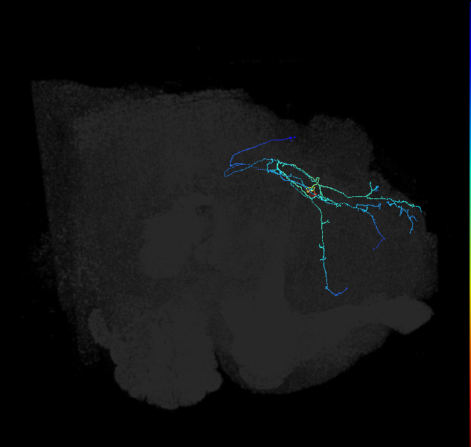 CL255_R (FlyEM-HB:697537598)