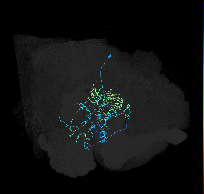 CL266_a_R (FlyEM-HB:5813020386)