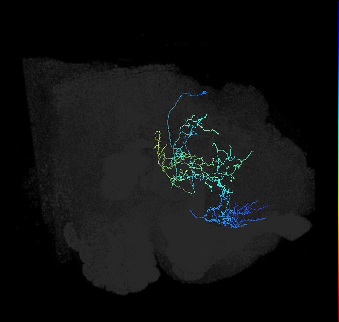 CL269_R (FlyEM-HB:5813021065)