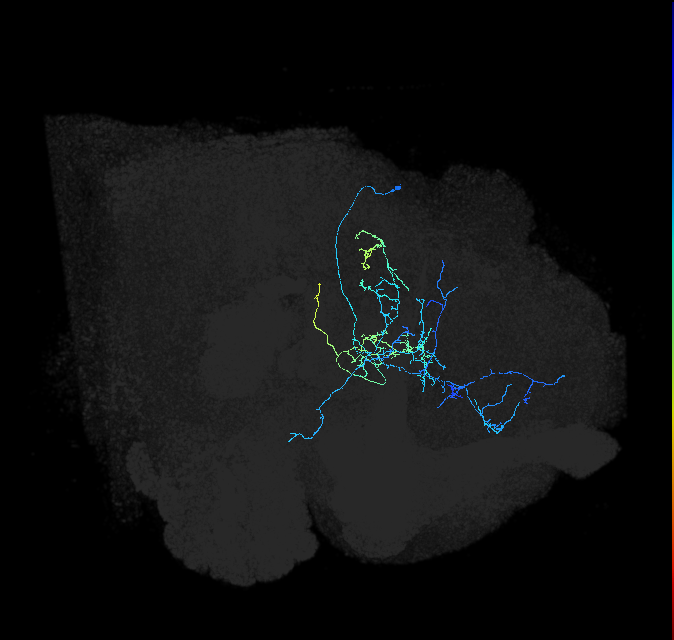 CL272_b_R (FlyEM-HB:702985703)