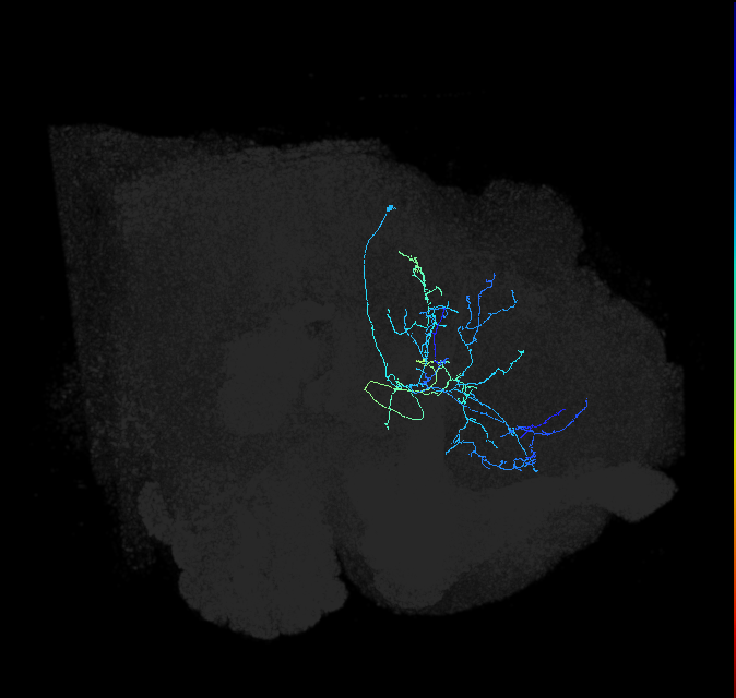 CL272_b_R (FlyEM-HB:607799924)
