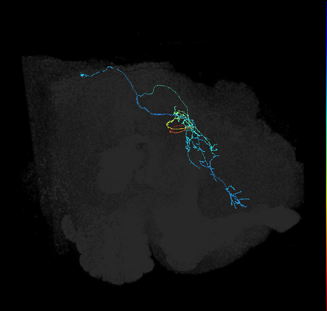 CL283_R (FlyEM-HB:734024994)