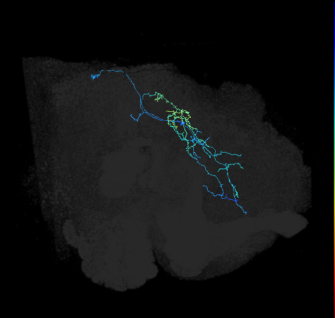CL283_R (FlyEM-HB:1070655552)