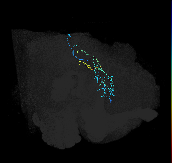 CL283_R (FlyEM-HB:5813048096)