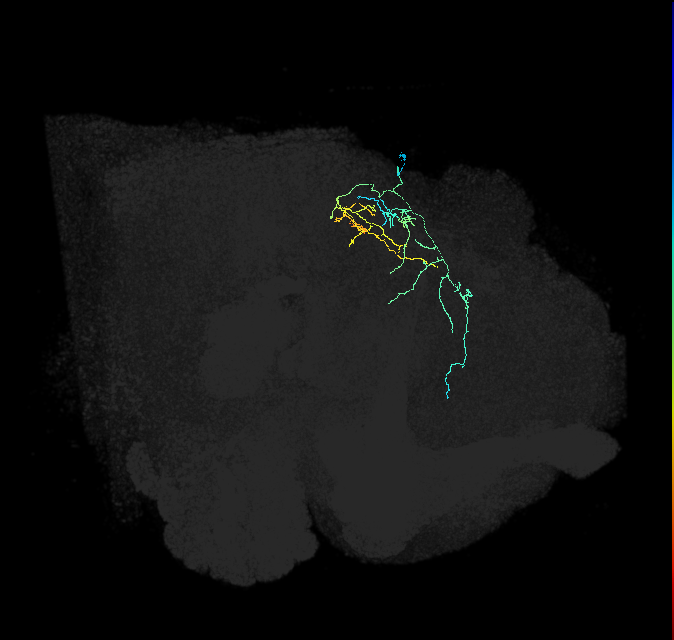 CL298_R (FlyEM-HB:1006233768)