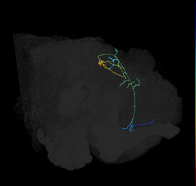 CL299_a_R (FlyEM-HB:944849628)