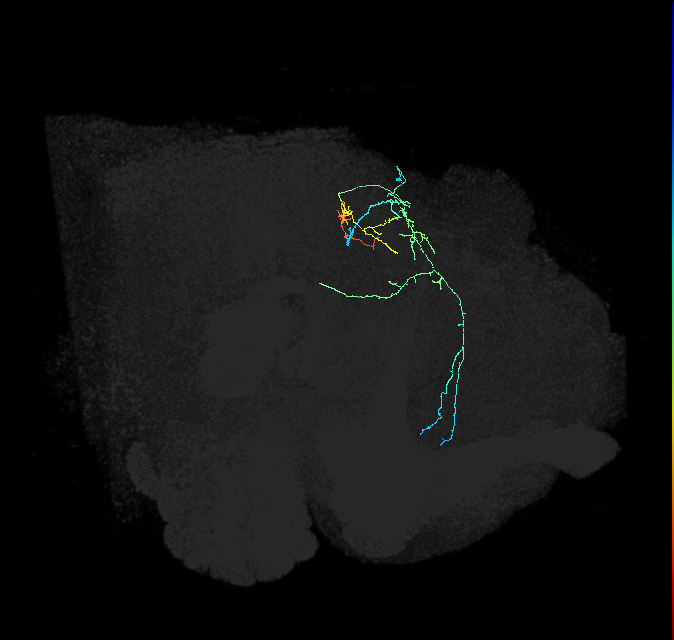 CL299_b_R (FlyEM-HB:945869060)