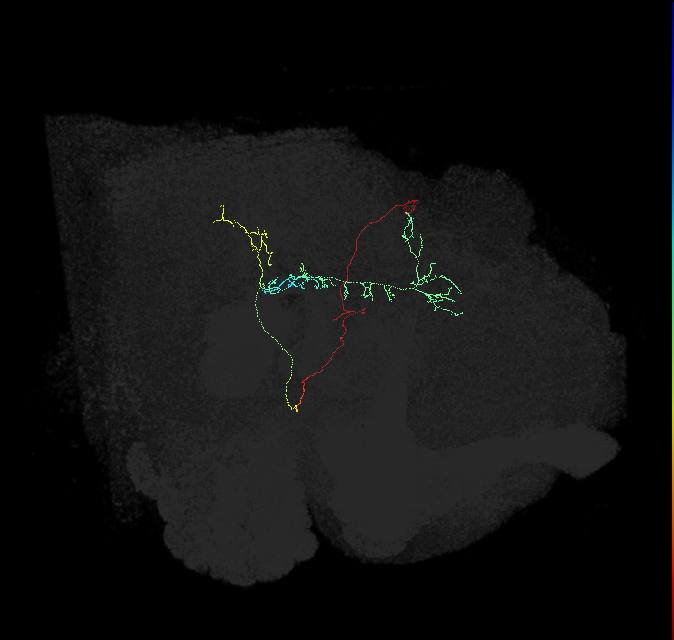 CL340(PVM09)_L (FlyEM-HB:945532230)