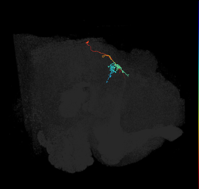 CL353_L (FlyEM-HB:1067616484)