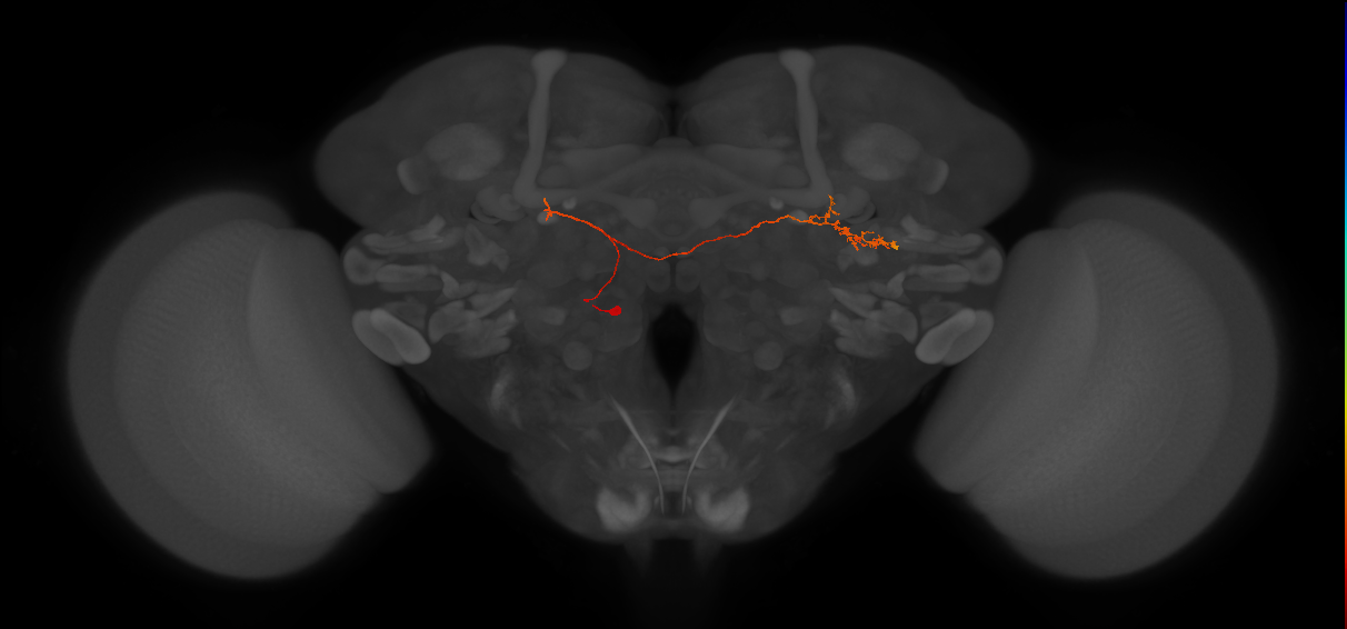 CL353_L (FlyEM-HB:1067616484)
