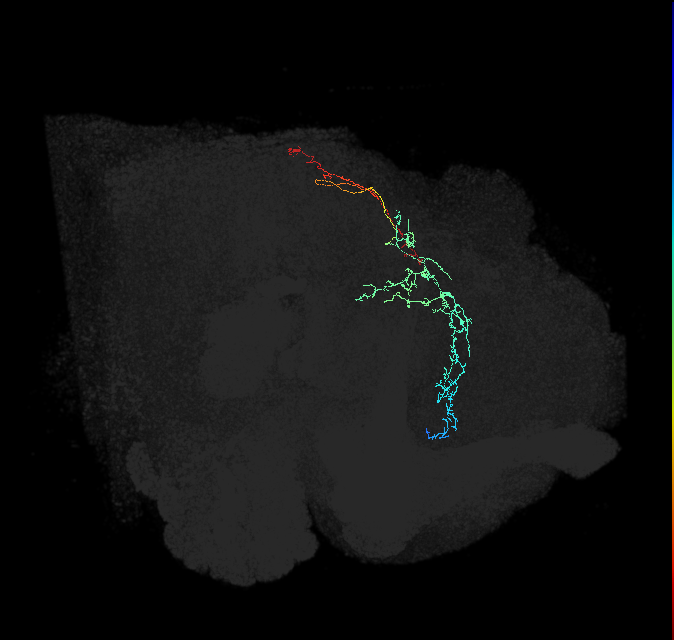 CL354_L (FlyEM-HB:915843377)