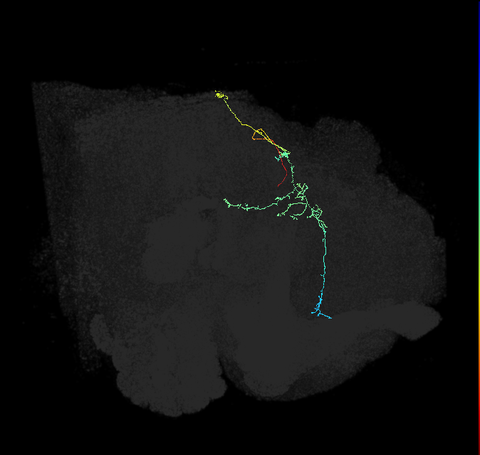 CL354(PVM10)_R (FlyEM-HB:976917230)