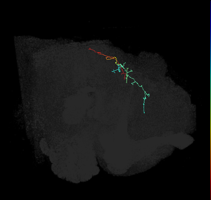 CL355_L (FlyEM-HB:884123011)