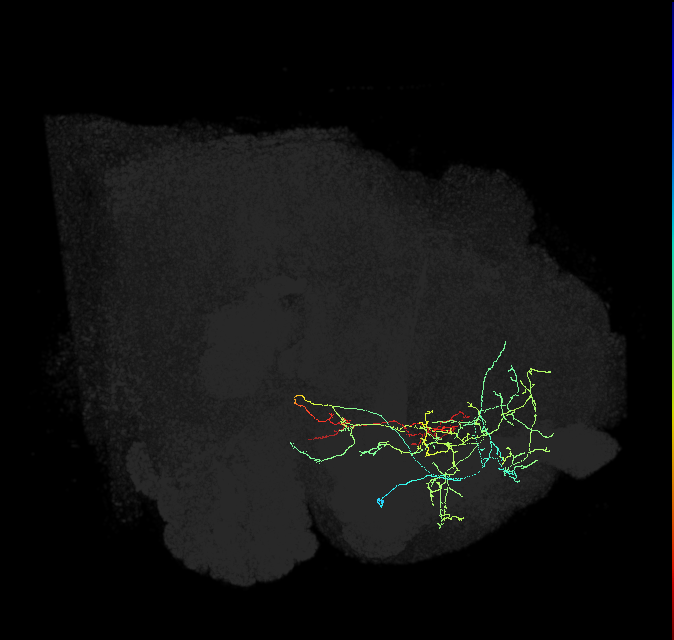 CRE003_a_R (FlyEM-HB:546196205)