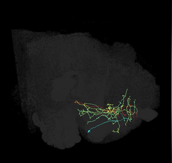 CRE003_a_R (FlyEM-HB:610981584)