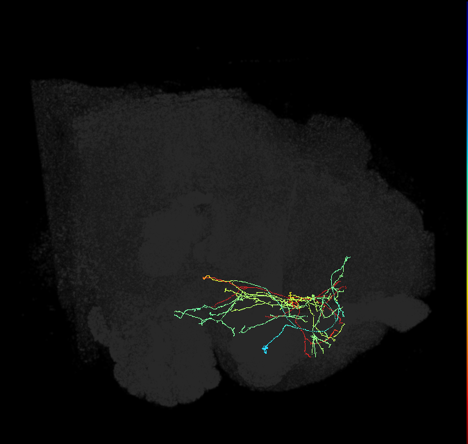 CRE003_b_R (FlyEM-HB:794462286)