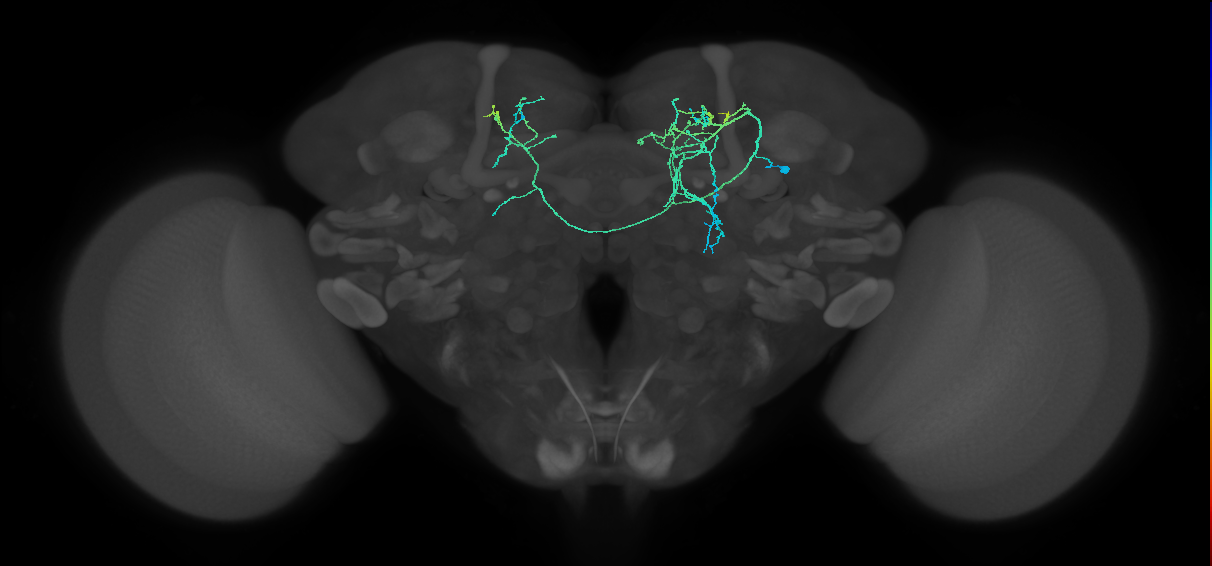 CRE003_b_R (FlyEM-HB:794462286)