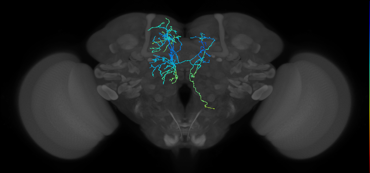 CRE005(ADM01)_L (FlyEM-HB:551751981)