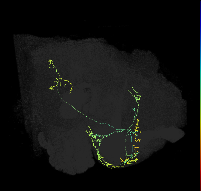 CRE014_R (FlyEM-HB:892398461)