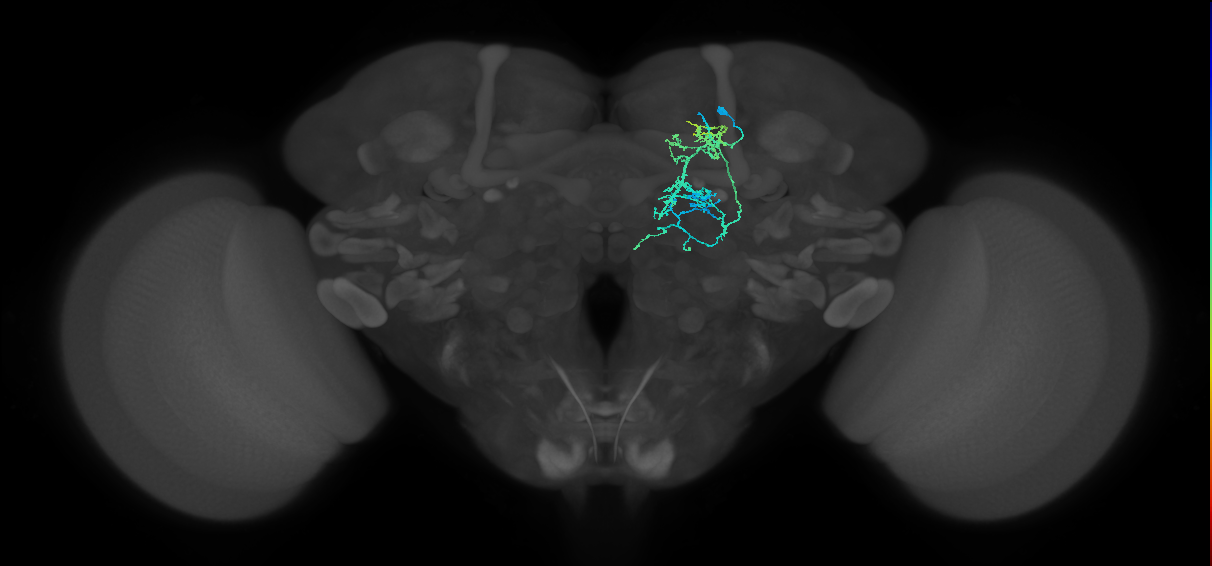 CRE016_R (FlyEM-HB:887921032)