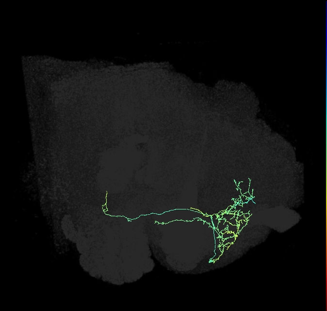 CRE018_R (FlyEM-HB:705462899)