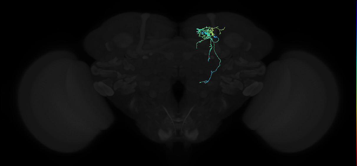 adult crepine neuron 018