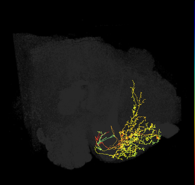CRE027_L (FlyEM-HB:519620935)