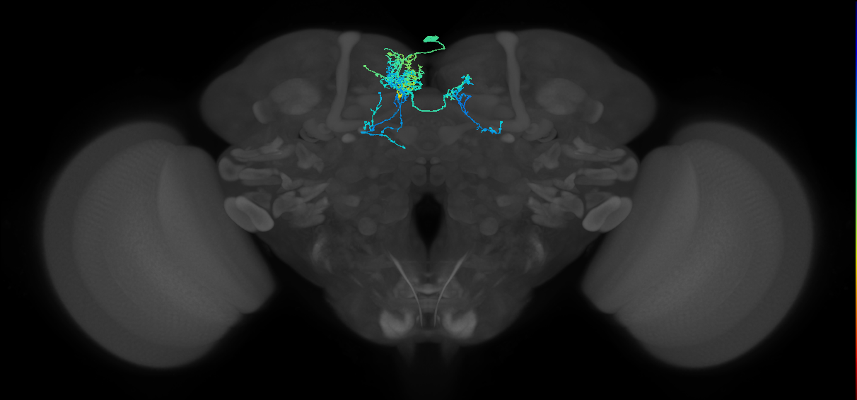 CRE027_R (FlyEM-HB:610731053)