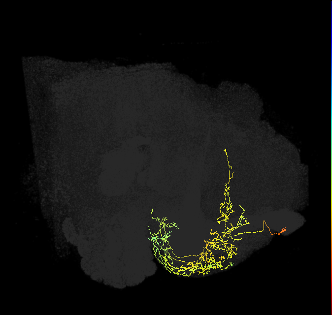 CRE028_L (FlyEM-HB:675144908)